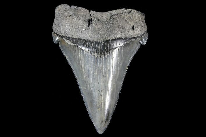 Serrated, Angustidens Tooth - Megalodon Ancestor #74165
